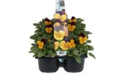 Hoornviool (Viola Cornuta) Sixpack Oranje Paars D 9 H 10 Cm