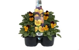 Hoornviool (Viola Cornuta) Sixpack Oranje Paars D 9 H 10 Cm 3 Hoornviool (Viola Cornuta) Sixpack Oranje Paars D 9 H 10 Cm