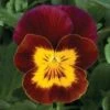 Hoornviool (Viola Cornuta) Sixpack Rood Geel D 9 H 10 Cm -Tuin Planten Winkel 8717263562702 1