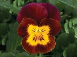 Hoornviool (Viola Cornuta) Sixpack Rood Geel D 9 H 10 Cm