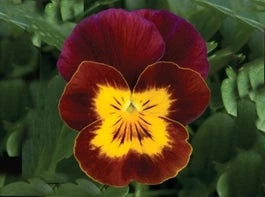 Hoornviool (Viola Cornuta) Sixpack Rood Geel D 9 H 10 Cm 3 Hoornviool (Viola Cornuta) Sixpack Rood Geel D 9 H 10 Cm