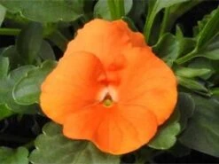 Hoornviool (Viola Cornuta) Sixpack Oranje D 9 H 10 Cm