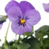 Hoornviool (Viola Cornuta) Six-pack Blauw D 9 H 10 Cm