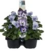 Hoornviool (Viola Cornuta) Sixpack Licht Blauw D 9 H 10 Cm 1 Hoornviool (Viola Cornuta) Sixpack Licht Blauw D 9 H 10 Cm -Tuin Planten Winkel 8717263562733 1