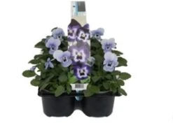 Hoornviool (Viola Cornuta) Sixpack Licht Blauw D 9 H 10 Cm