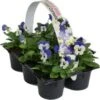 Hoornviool (Viola Cornuta) Sixpack Blauw D 9 H 12 Cm
