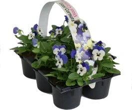 Hoornviool (Viola Cornuta) Sixpack Blauw D 9 H 12 Cm 3 Hoornviool (Viola Cornuta) Sixpack Blauw D 9 H 12 Cm