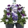 Hoornviool (Viola Cornuta) Sixpack Licht Paars D 9 H 10 Cm