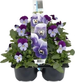 Hoornviool (Viola Cornuta) Sixpack Licht Paars D 9 H 10 Cm