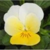 Hoornviool (Viola Cornuta) Sixpack Licht Geel D 9 H 10 Cm -Tuin Planten Winkel 8717263562764 1
