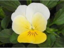 Hoornviool (Viola Cornuta) Sixpack Licht Geel D 9 H 10 Cm