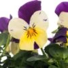 Hoornviool (Viola Cornuta) Sixpack Blauw Geel D 9 H 10 Cm -Tuin Planten Winkel 8717263562771 1