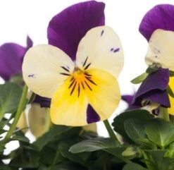 Hoornviool (Viola Cornuta) Sixpack Blauw Geel D 9 H 10 Cm