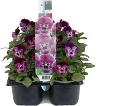 Viooltje (Viola F1) Sixpack Roze D 9 H 10 Cm 3 Viooltje (Viola F1) Sixpack Roze D 9 H 10 Cm