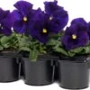Viooltje (Viola F1) Sixpack Blauw Met Oog D 9 H 10 Cm -Tuin Planten Winkel 8717263562849