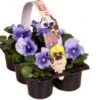Viooltje (Viola F1) Sixpack Blauw D 9 H 10 Cm -Tuin Planten Winkel 8717263562856 1