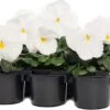 Viooltje (Viola F1) Sixpack Wit D 9 H 10 Cm -Tuin Planten Winkel 8717263562863 1
