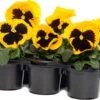 Viooltje (Viola F1) Sixpack Geel Met Oog D 9 H 10 Cm -Tuin Planten Winkel 8717263562894 1