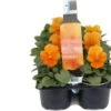 Viooltje (Viola F1) Sixpack Oranje D 9 H 10 Cm -Tuin Planten Winkel 8717263562917 1