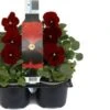 Viooltje (Viola F1) Sixpack Rood Met Oog D 9 H 10 Cm -Tuin Planten Winkel 8717263562924