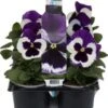 Viooltje (Viola F1) Sixpack Wit PaarsD 9 H 10 Cm -Tuin Planten Winkel 8717263562931 1