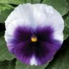 Viooltje (Viola F1) Sixpack Paars D 9 H 10 Cm -Tuin Planten Winkel 8717263562948 1