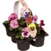 Viooltje (Viola F1) Sixpack Lavendel D 9 H 10 Cm -Tuin Planten Winkel 8717263562955 1