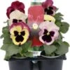 Viooltje (Viola F1) Sixpack Rood D 9 H 10 Cm -Tuin Planten Winkel 8717263562962