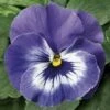 Viooltje (Viola F1) Sixpack Licht Blauw D 9 H 10 Cm -Tuin Planten Winkel 8717263562979 1