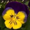 Viooltje (Viola F1) Sixpack Geel Blauw D 9 H 10 Cm -Tuin Planten Winkel 8717263562986 1
