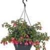 Bellenplant In Hangpot (Fuchsia) D 25 H 40 Cm 2 Bellenplant In Hangpot (Fuchsia) D 25 H 40 Cm -Tuin Planten Winkel 8717263563259