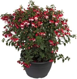 Bellenplant (Fuchsia Bella) Gemengd D 32 H 60 Cm 3 Bellenplant (Fuchsia Bella) Gemengd D 32 H 60 Cm