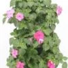 Wandhanger Met Vlijtig Liesje (Impatiens Walleriana) Roze H 50 Cm