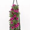 Wandhanger Met Petunia (Petunia) Roze H 50 Cm -Tuin Planten Winkel 8717263566168 1