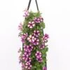 Wandhanger Met Petunia (Petunia) Paars H 50 Cm