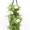 Wandhanger Met Petunia En Bacopa (Petunia En Bacopa) Wit H 50 Cm
