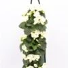 Wandhanger Met Begonia (Begonia) Wit H 50 Cm 2 Wandhanger Met Begonia (Begonia) Wit H 50 Cm -Tuin Planten Winkel 8717263566250 1