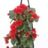Wandhanger Met Begonia (Begonia) Rood H 50 Cm 1 Wandhanger Met Begonia (Begonia) Rood H 50 Cm -Tuin Planten Winkel 8717263566267 1