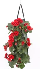 Wandhanger Met Begonia (Begonia) Rood H 50 Cm 3 Wandhanger Met Begonia (Begonia) Rood H 50 Cm