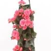 Wandhanger Met Begonia (Begonia) Roze H 50 Cm -Tuin Planten Winkel 8717263566274 1