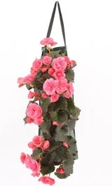 Wandhanger Met Begonia (Begonia) Roze H 50 Cm
