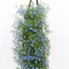 Wandhanger Met Lobelia (Lobelia Erinus) H 50 Cm 2 Wandhanger Met Lobelia (Lobelia Erinus) H 50 Cm -Tuin Planten Winkel 8717263566281 1