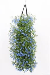 Wandhanger Met Lobelia (Lobelia Erinus) H 50 Cm