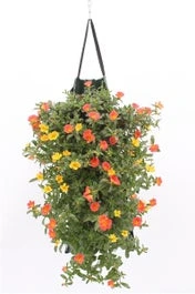 Wandhanger Met Portulak (Portulaca) H 50 Cm