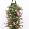 Wandhanger Met Portulak (Portulaca) Roze H 50 Cm -Tuin Planten Winkel 8717263566304 1