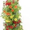 Wandhanger Met Minipetunia (Calibrachoa) H 50 Cm