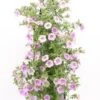 Wandhanger Met Minipetunia (Calibrachoa) Blauw H 50 Cm -Tuin Planten Winkel 8717263566335 1