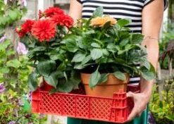 Dahlia (Dahlia 'Temptation Golden') D 17 H 40 Cm