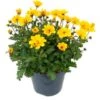 Tandzaad (Bidens Solaire Compact) D 17 H 20 Cm