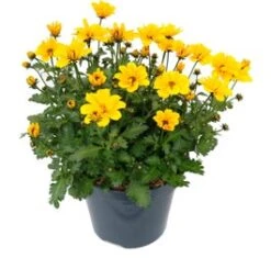 Tandzaad (Bidens Solaire Compact) D 17 H 20 Cm
